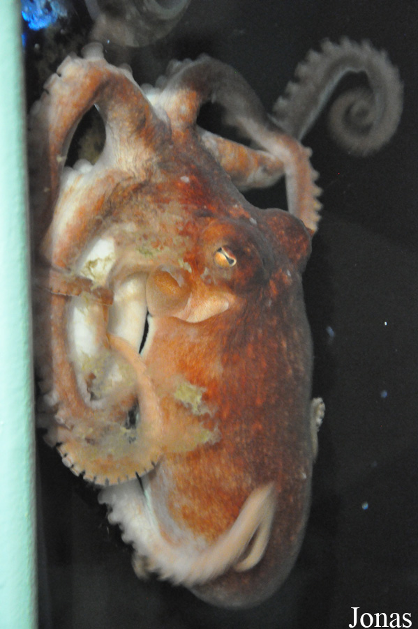 Galway Atlantaquaria