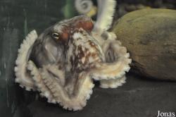 Eledone cirrhosa