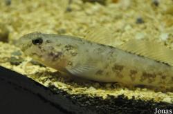 Galway Atlantaquaria
