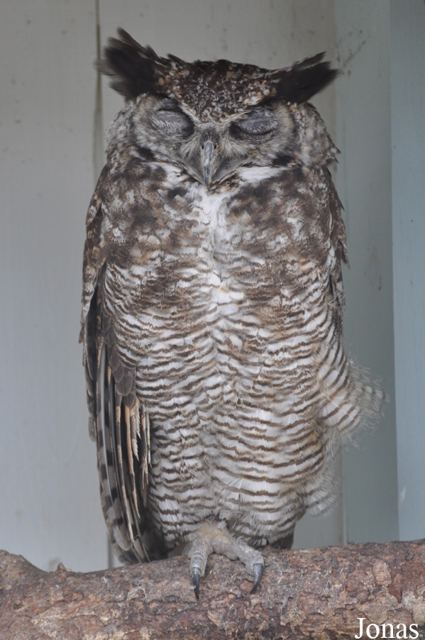 Burren Birds of Prey Centre