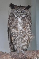 Burren Birds of Prey Centre