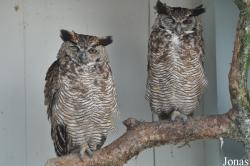 Bubo magellanicus