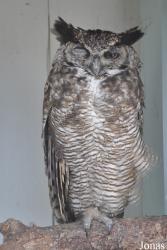 Burren Birds of Prey Centre