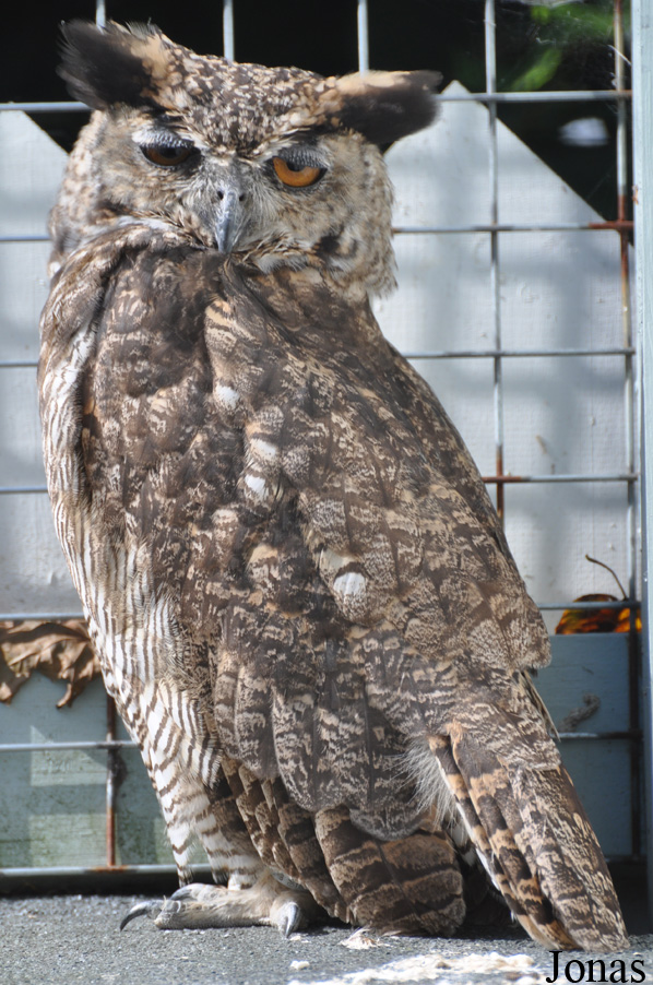 Burren Birds of Prey Centre