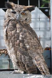Burren Birds of Prey Centre