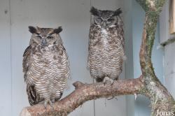 Burren Birds of Prey Centre