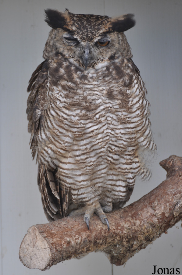 Burren Birds of Prey Centre