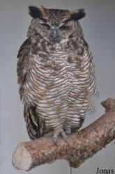 Burren Birds of Prey Centre