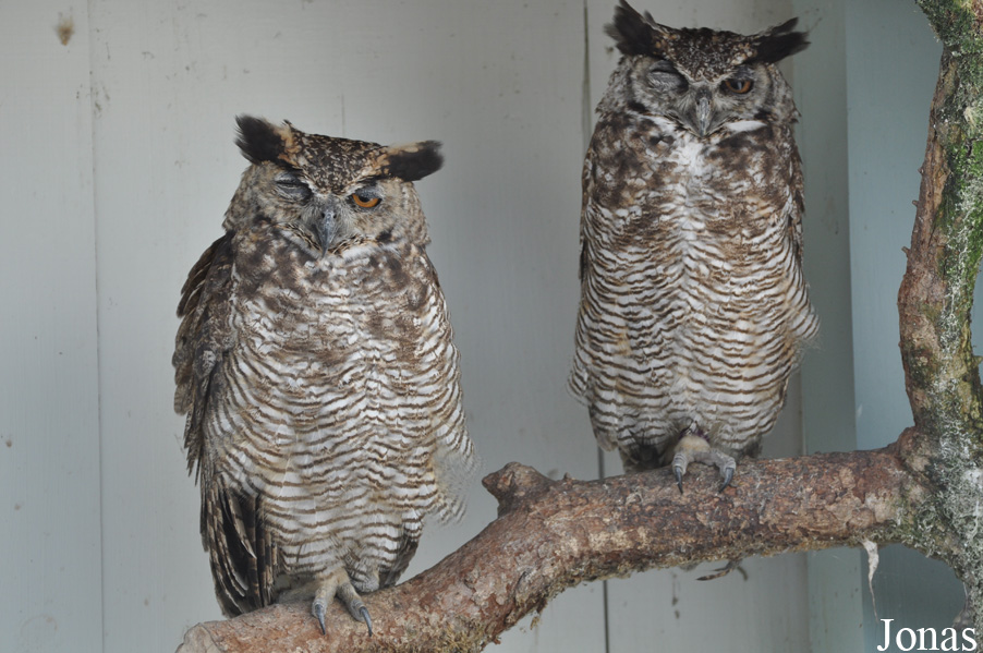 Burren Birds of Prey Centre