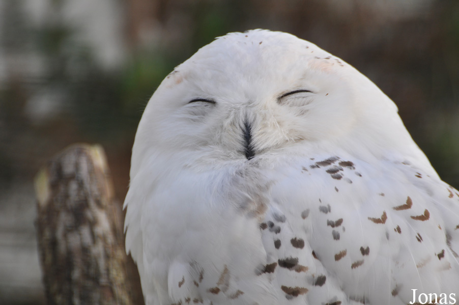 Burren Birds of Prey Centre