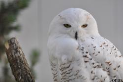 Burren Birds of Prey Centre