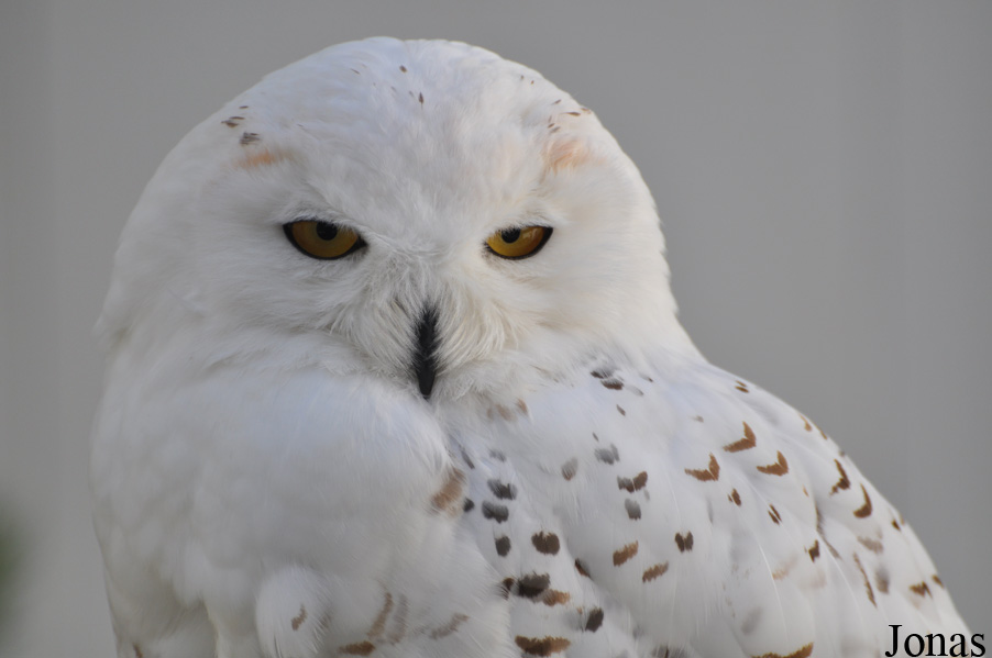 Burren Birds of Prey Centre