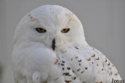 Burren Birds of Prey Centre