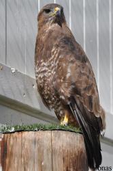 Burren Birds of Prey Centre