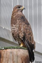 Burren Birds of Prey Centre