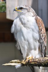 Burren Birds of Prey Centre