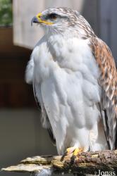 Burren Birds of Prey Centre