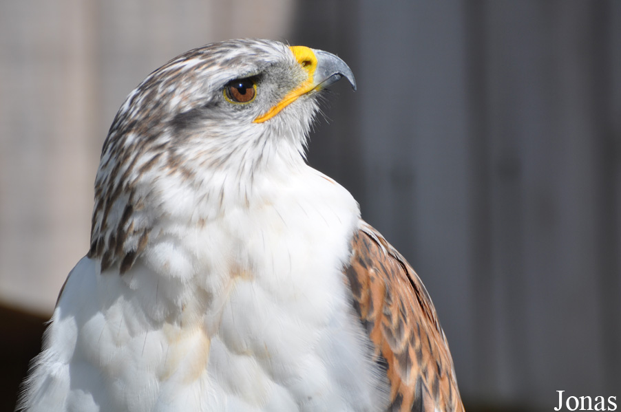 Burren Birds of Prey Centre