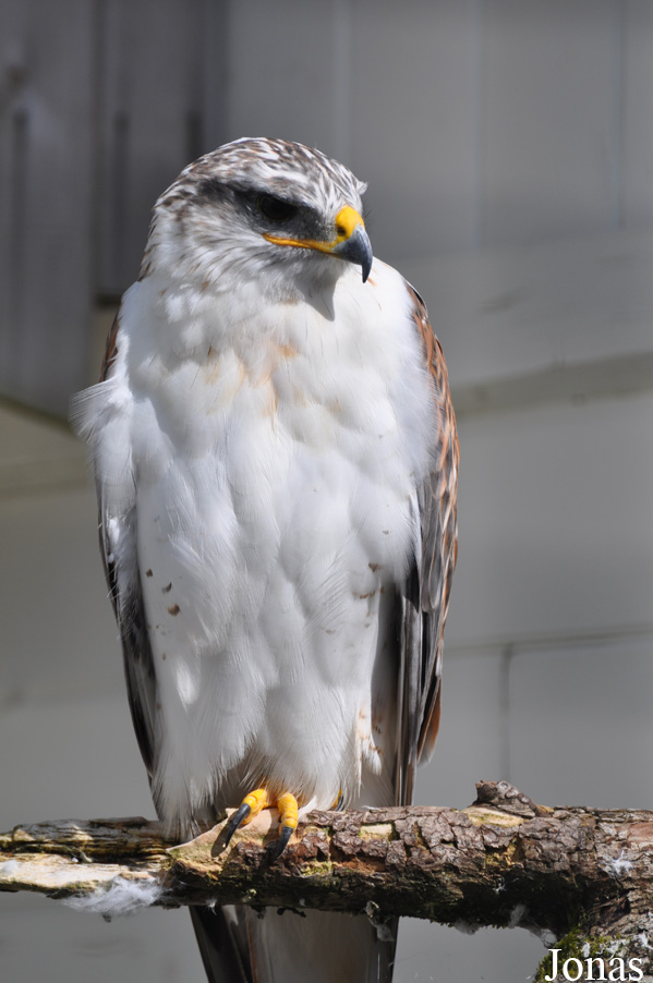 Burren Birds of Prey Centre