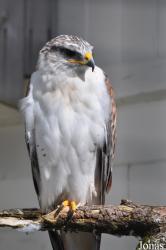 Burren Birds of Prey Centre