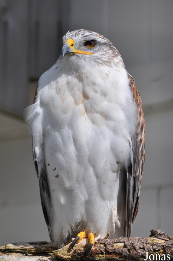 Burren Birds of Prey Centre