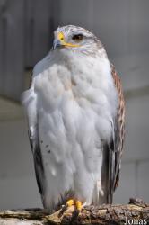 Burren Birds of Prey Centre
