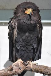 Burren Birds of Prey Centre