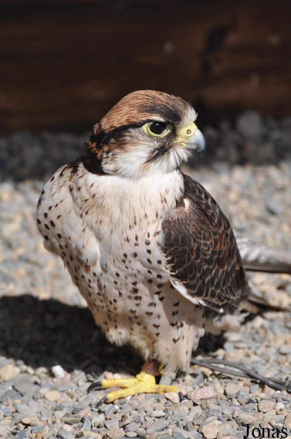 Burren Birds of Prey Centre