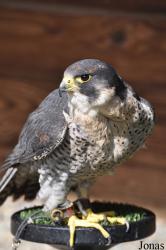 Burren Birds of Prey Centre