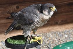 Burren Birds of Prey Centre