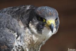 Burren Birds of Prey Centre
