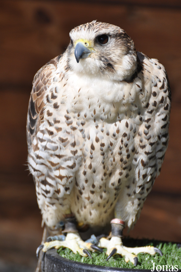 Burren Birds of Prey Centre