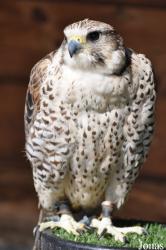 Burren Birds of Prey Centre