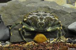 Portunidae