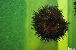 Paracentrotus lividus