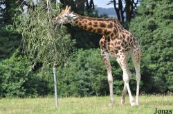 Fota Wildlife Park