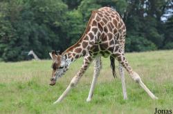 Fota Wildlife Park