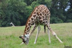 Fota Wildlife Park