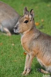 Fota Wildlife Park