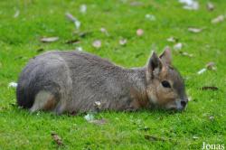 Fota Wildlife Park