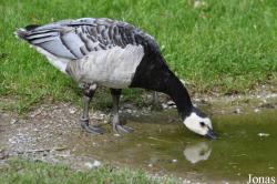 Fota Wildlife Park