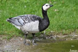 Fota Wildlife Park