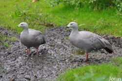 Fota Wildlife Park