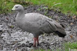 Fota Wildlife Park