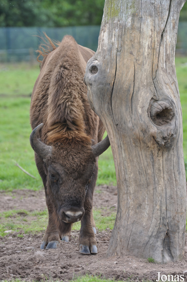 Fota Wildlife Park