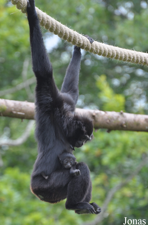 Fota Wildlife Park