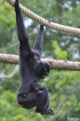 Fota Wildlife Park