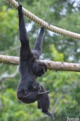Fota Wildlife Park