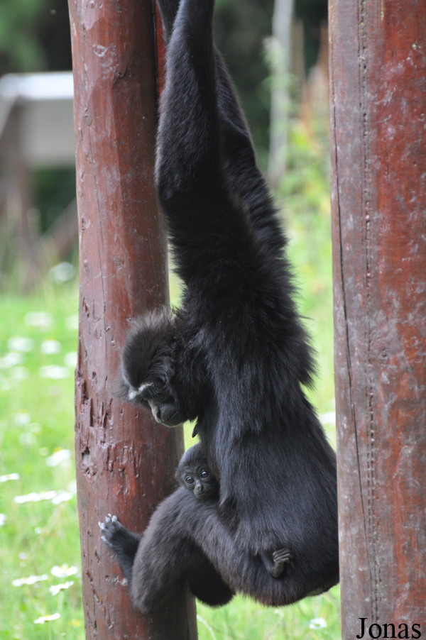 Fota Wildlife Park