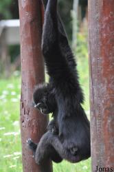 Fota Wildlife Park